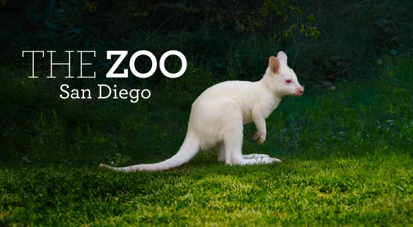 The Zoo: San Diego