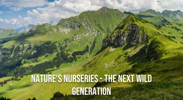 Nature's Nurseries - The Next Wild Generation