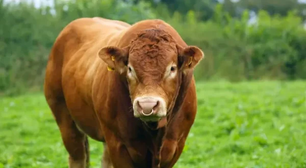 The Farmers' Country Showdown