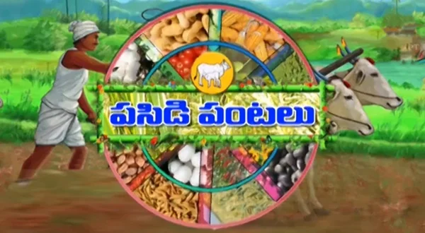 పసిడిపంటలు