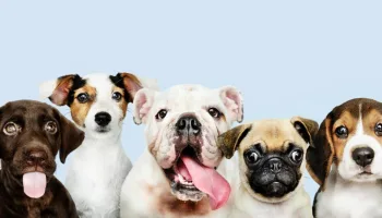 Curiosidades divertidas de los perros