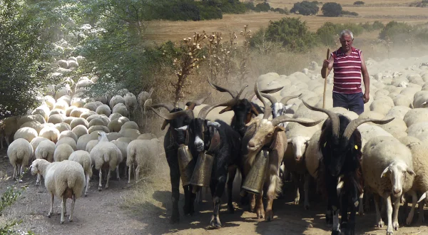 La trashumancia y el pastoreo tradicional en 2020. Diario de un viaje con 1000 ovejas