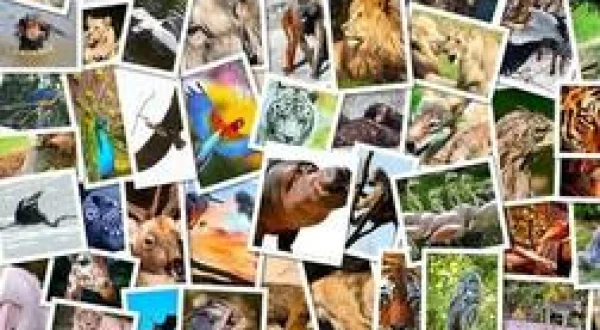 Une saison au zoo