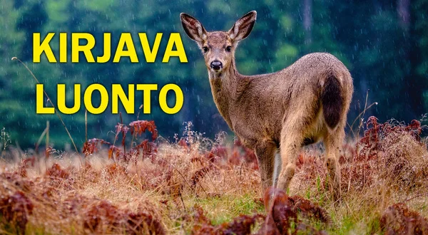 Kirjava luonto