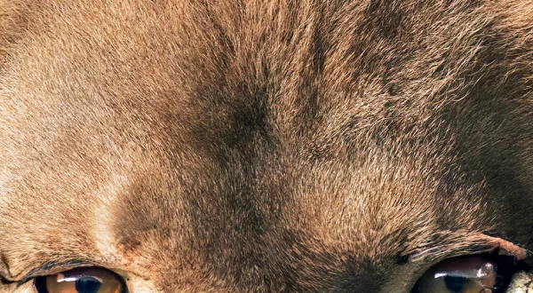 The Secret Lives of Big Cats
