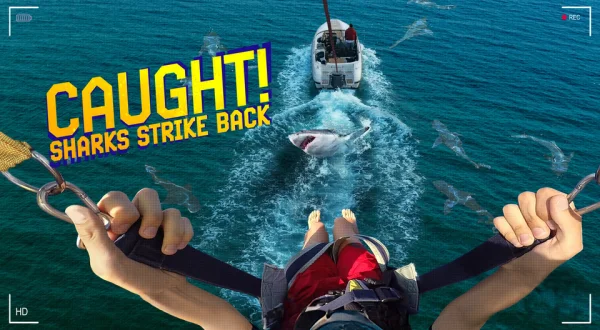 Caught! Sharks Strike Back