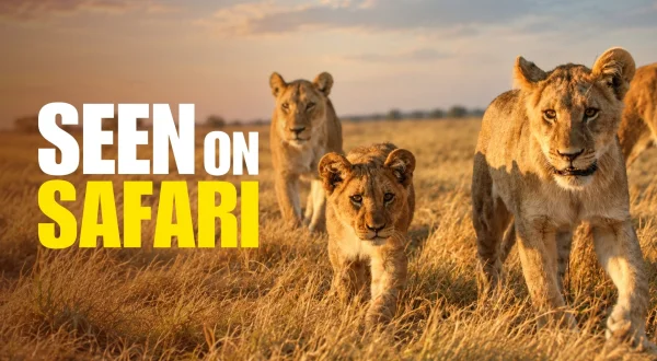 Seen on Safari