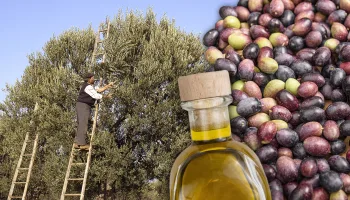 Aceite 100% artesanal. Recolección de las olivas y su elaboración en el molino en 1995