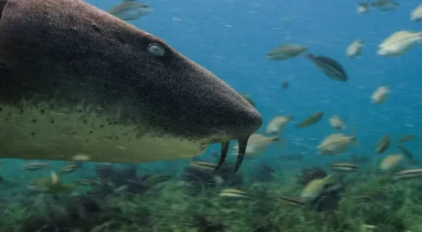 Shark Bites