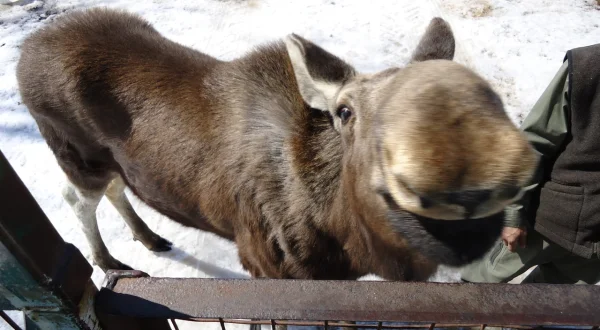 Tierische Eroberer
