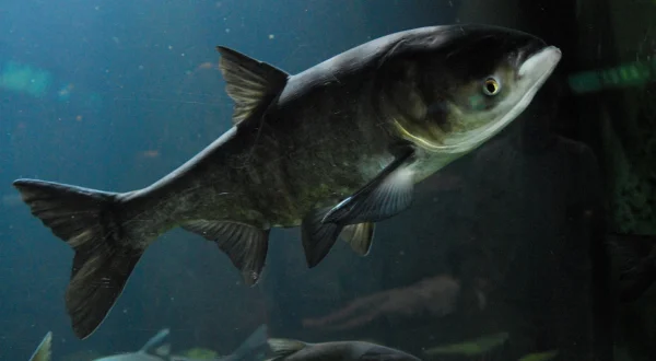 Zeb Hogans Monsterfische