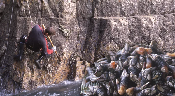 Los percebes. Pesca tradicional de este crustáceo en las rocas de los acantilados