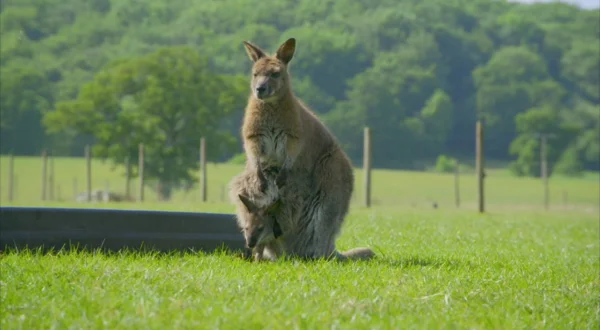Animal Park: Zoo-Geschichten aus Longleat