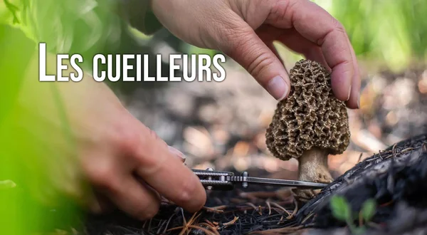 Les cueilleurs