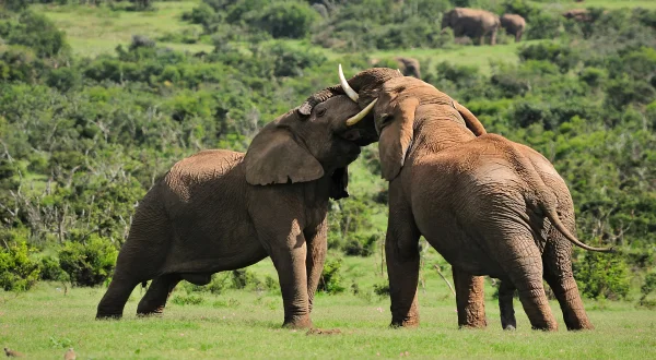 Animal Fight Club
