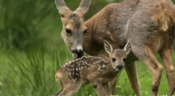 Nature's Nurseries - The Next Wild Generation