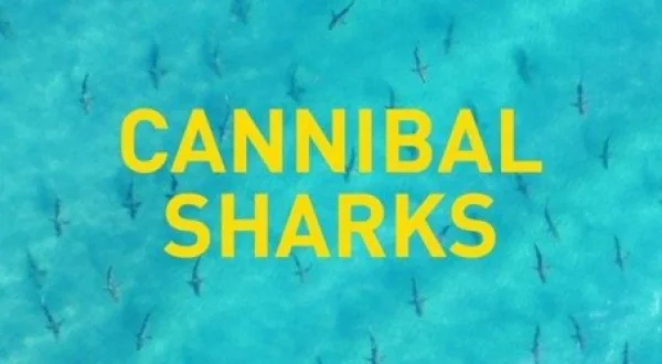 Cannibal Sharks