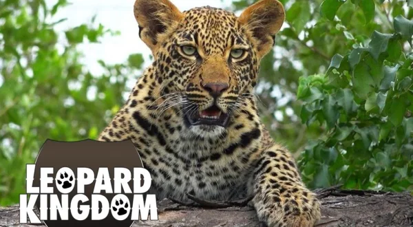 Leopard Kingdom