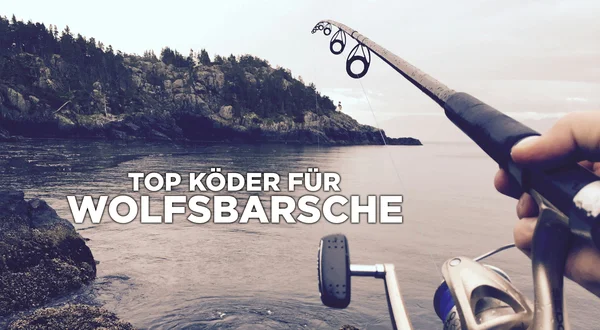Top Köder für Wolfsbarsche