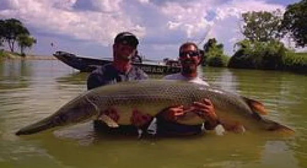 Alaskan Rainbow Trout/Alligator Gar