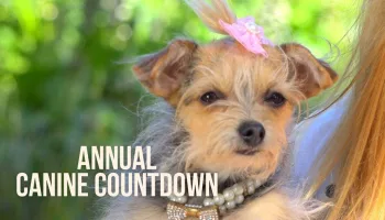 Annual Canine Countdown