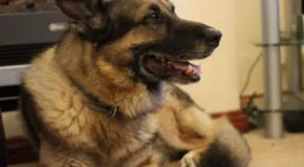 Super Dogs