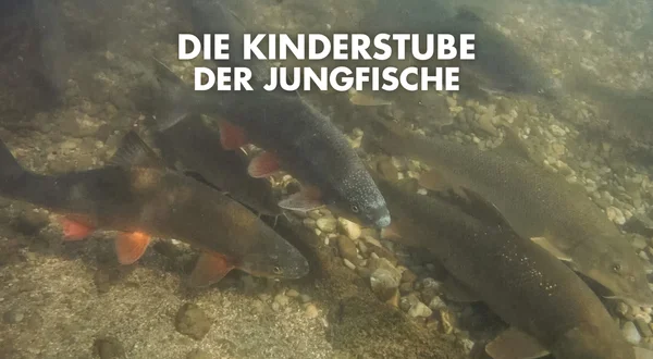 Die Kinderstube der Jungfische