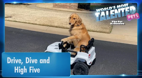 World's Most Talented Pets