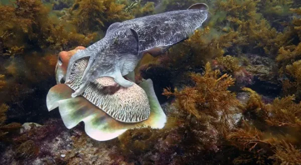 Caméras espions au coeur des océans