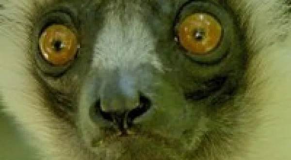 Land of Primates