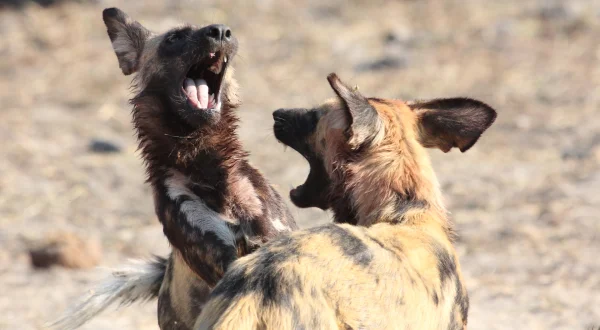 Dogs: The Untold Story