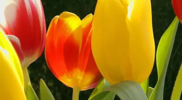 Der Tulpen-Crash