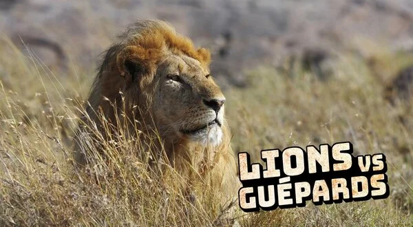 Lions vs guépards