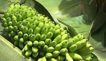 Big Business Bananen