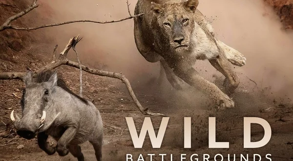 Wild Battleground