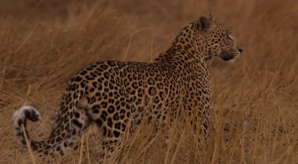 Μάχη Αιλουροειδών: Ειδική Εκδοση | Big Cat Battle Compilation