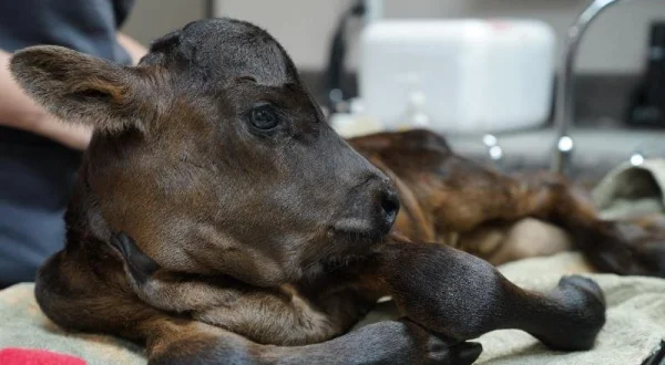 Příšerky v péči jižanských veterinářů: Plazi