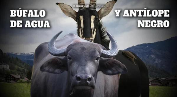 Bufalo De Agua Y Antilope Negro