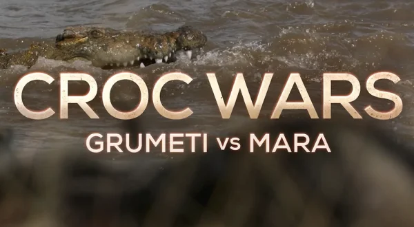 Croc Wars: Grumeti Vs Mara