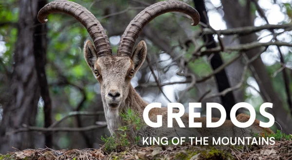 Gredos - King of the Mountains
