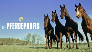 Die Pferdeprofis