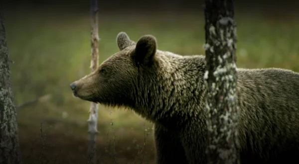 Verdens natur