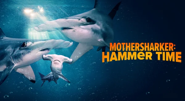 Mothersharker: Hammer Time