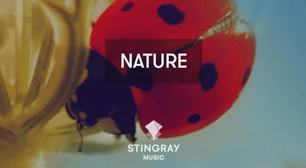 Stingray Nature