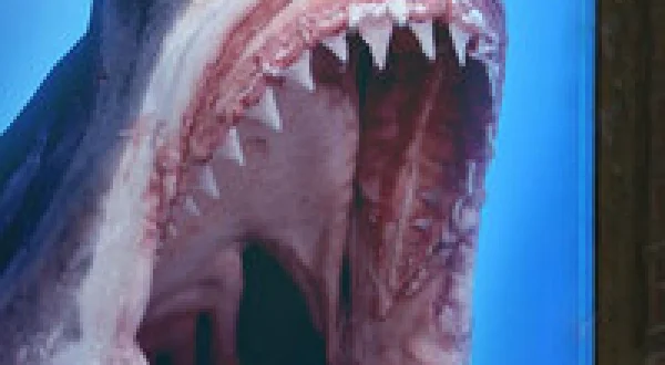 Shark Bites