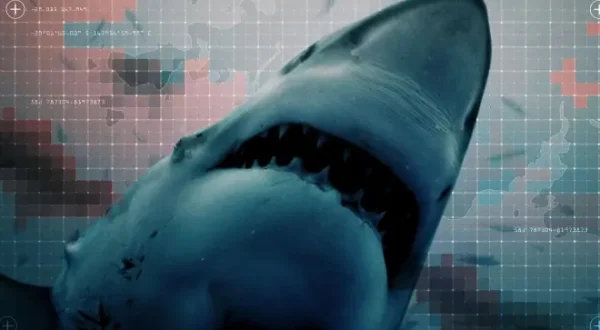 Shark Battleground