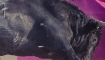 Toros