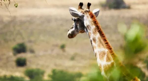Die afrikanische Tierwelt - Leben und Überleben