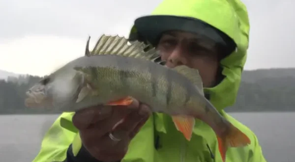 Topwaterangeln im Frühjahr