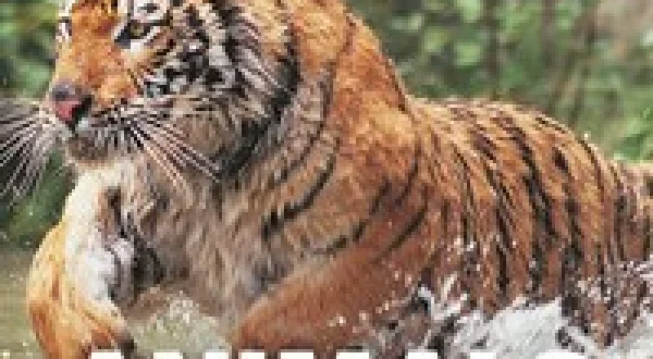 Animals Gone Wild